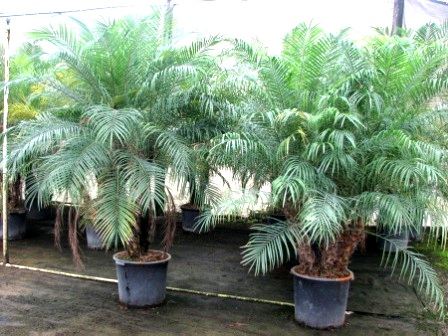 17" Pheonix Robelinii Palm